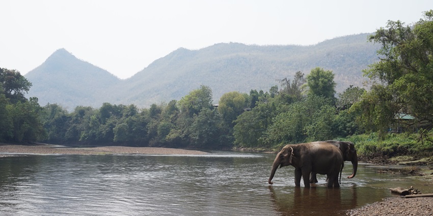 Elephant drinking water from a pond on a afternoon at the Green Elephant Sanctuary Park.