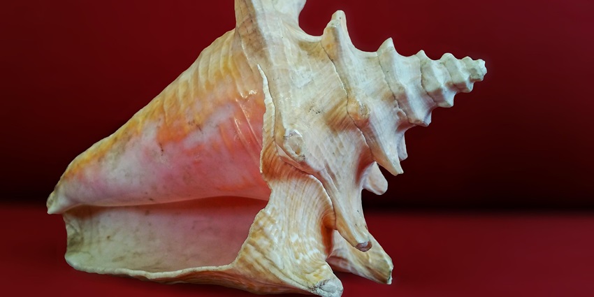 Image of a conch shell similar to those in the Guinness World Record Sea Shell Art Museum.