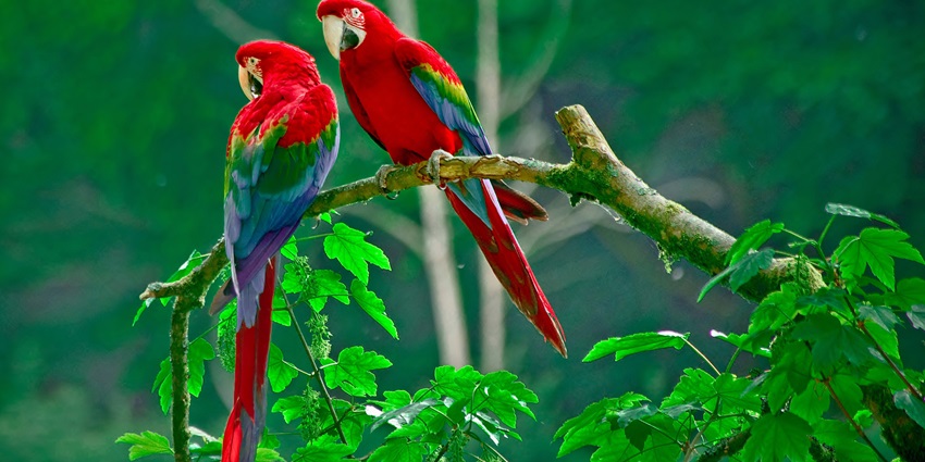 A tropical nature park featuring lush gardens, exotic animals, and interactive adventure activities.