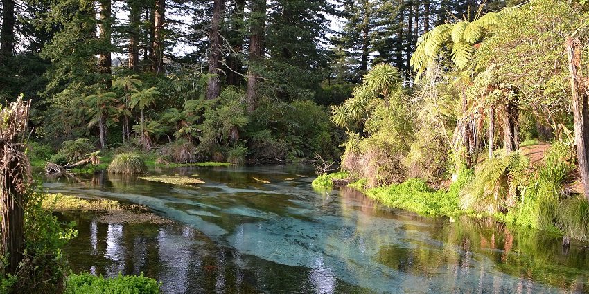 A scenic view of Hamurana Springs with clear water, lush greenery, and redwood trees.