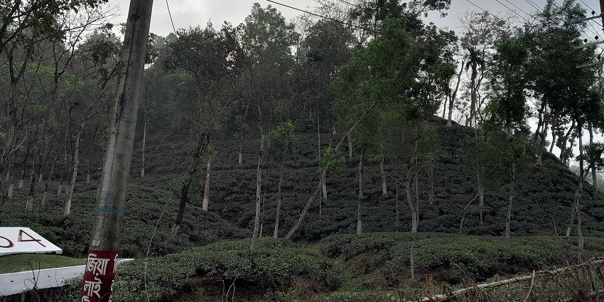 Endless rows of tea bushes on the slopes in a green environment