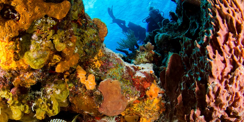 A Coral Reef, similar to the Hans Reef, Gili Air, one of the best snorkelling places.