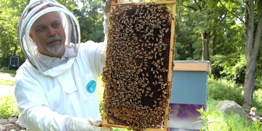 Learn about beekeeping and taste fresh honey at this unique centre, one of the must places to visit in Hatta
