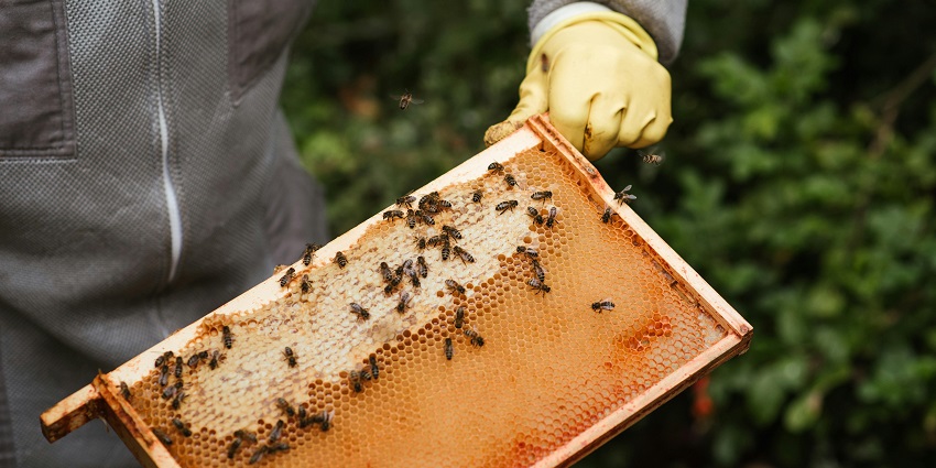 Learn about beekeeping and taste fresh honey at Hatta’s bee farm