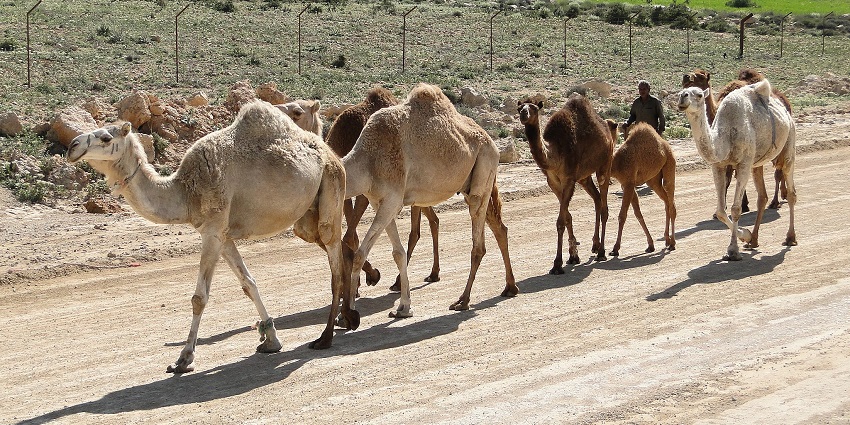 Visitors take a camel safari through the picturesque landscapes of Sambhar Lake.