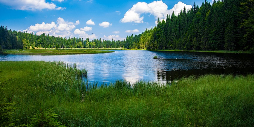 A peaceful lake surrounded by lush green grass, dense pine forests, and a bright blue sky.