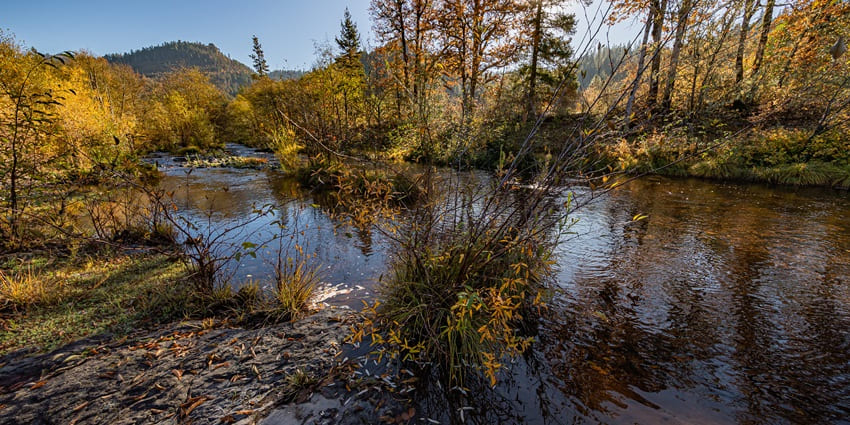 Creek with a small river flowing, green shorelines, tall hardwood trees and mountains.