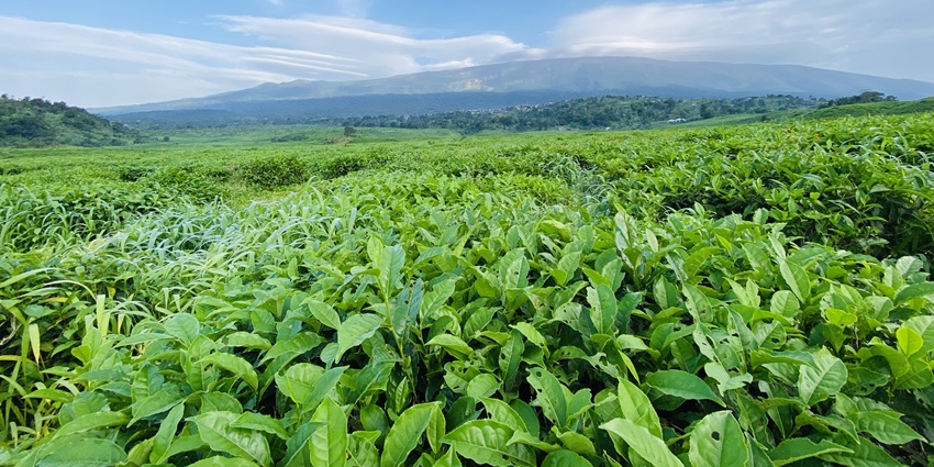 Hiking up Mount Cameroon, the tallest peak is one of the most adventurous things to do in Cameroon