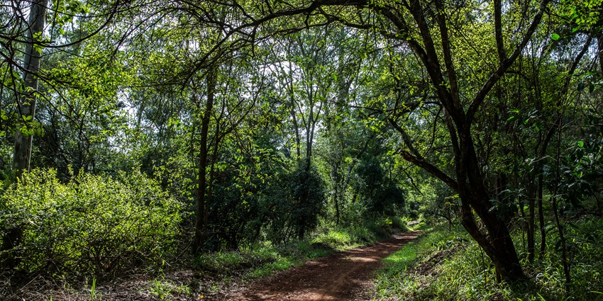 Towering pine trees create a serene and scenic landscape in Nairobi's Karura Forest