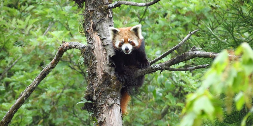 Hiking In Neora Valley National Park is a pristine natural reserve in Kalimpong.