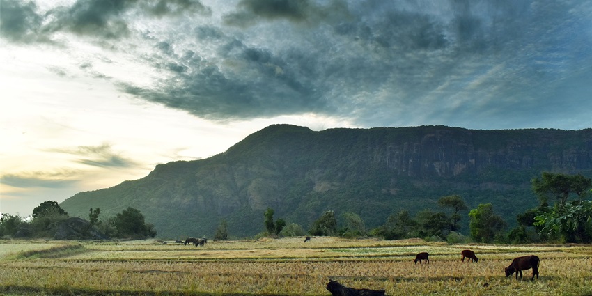 A serene view of the Hiriwadunna Village, a major hotspot near Pidurangala Rock.
