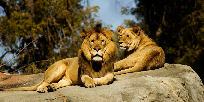 An image of two lions similar to the asiatic lions found in Pania Wildlife Sanctuary