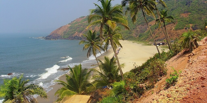 Palm trees swaying on Arambol Beach, with golden sand, blue waters, and a clear sky.