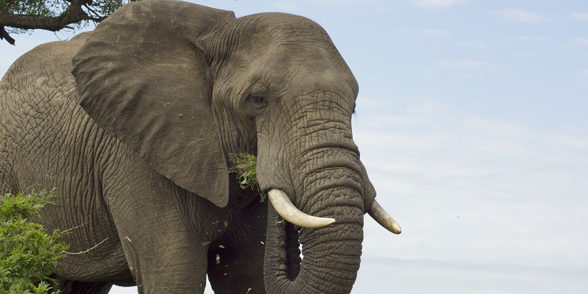 An elephant in the Hluhluwe-iMfolozi Park, one of the South Africa Jungle Safaris.