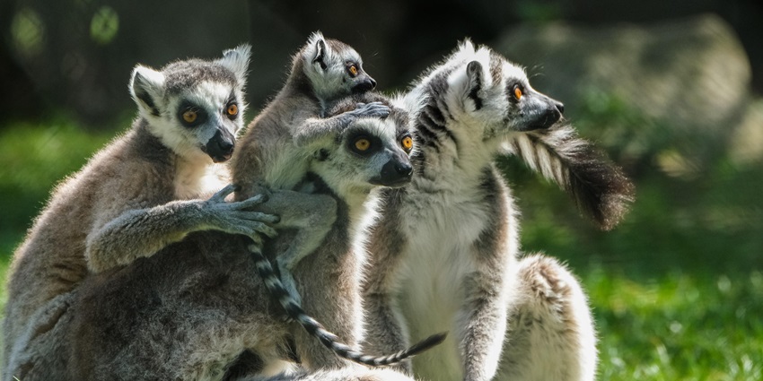 Close up view of Lemurs in the Lemurs Park located in Antananarivo, Madagascar