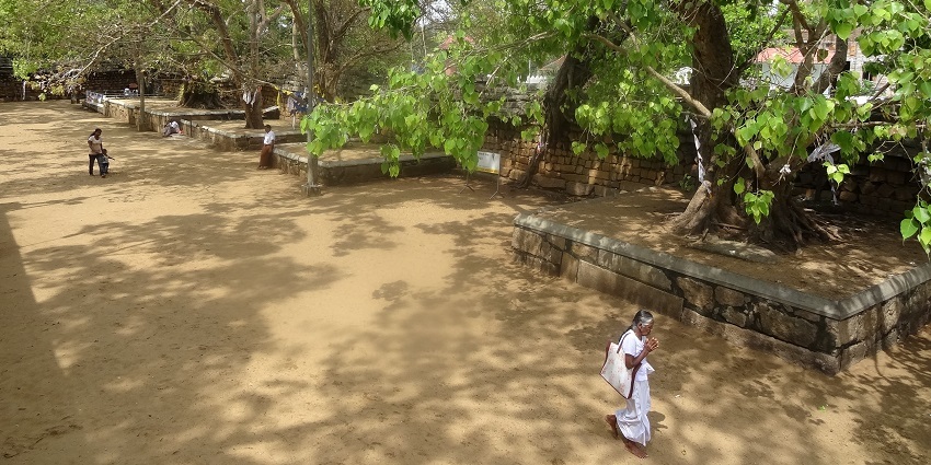 Image of visitors reaching Anuradhapura Sri Maha Bodhi surrounded by trees during day time view