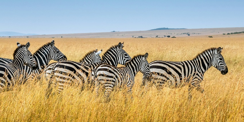 Rajaji National Park can be reached with local bus transportation within Dehradun