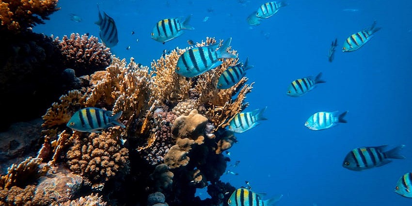 An image of Sea Life Bangkok Ocean World, highlighting the beautiful underwater tunnels and marine life displays.