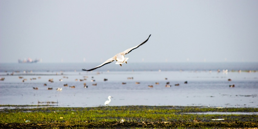 A flock of migratory birds in the waters of Chilika Lake, which is also known as the largest brackish water lake in India.