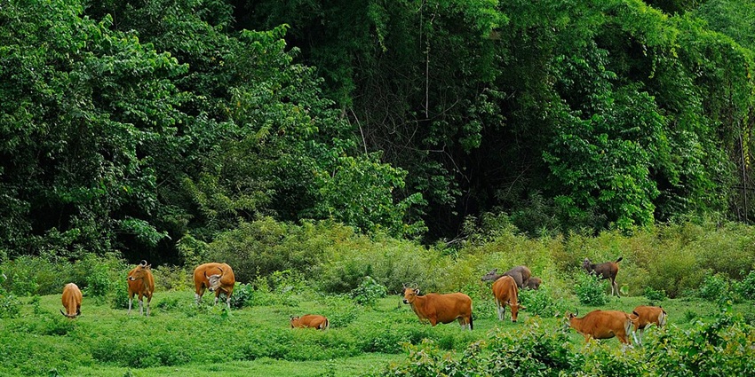 An image showing a view of the Huai Kha Khaeng Wildlife Sanctuary, a popular tiger wildlife sanctuary in the world