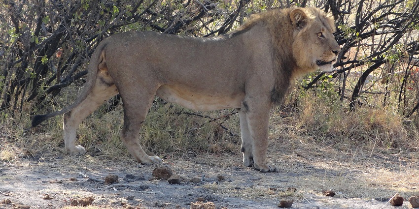A Lion roams Hwange National Park, Zimbabwe, a gem among National Parks in Africa.