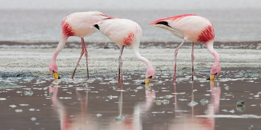 A flock of flamingos at rest, along the banks similar to the flamingos at Sambhar Lake