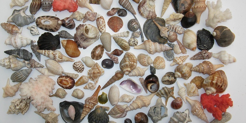 Image of a collection of shells similar to India Seashell Museum, one of the best seashell museums.