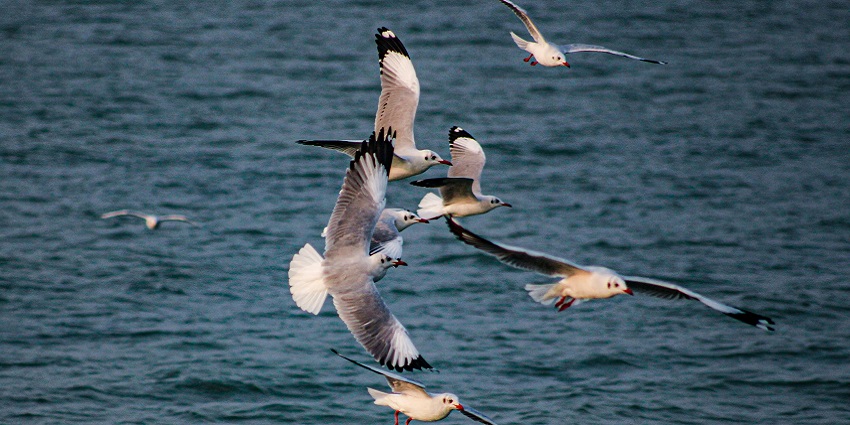 An image of Pallas's Gull bird in its natural habitat at Chilika Lake.