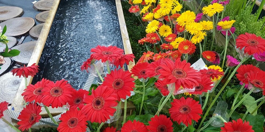 Green plants and colourful flowers displayed at the International Flower Festival in May.