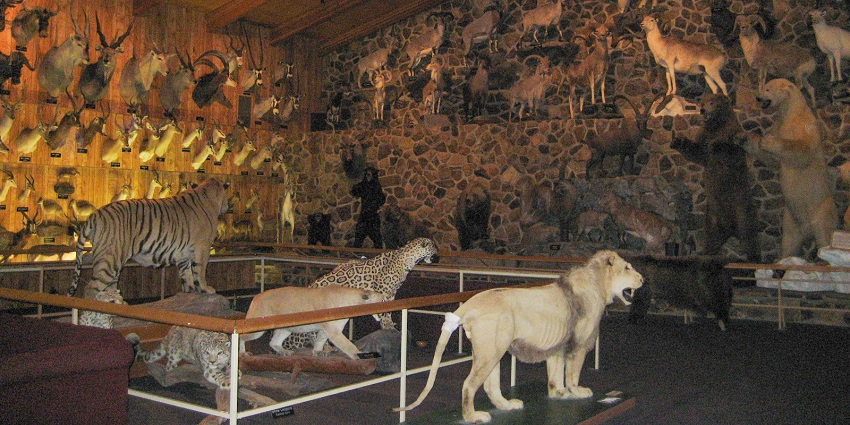 The exhibits at the International Wildlife Museum in Tucson, a fascinating animal museum.