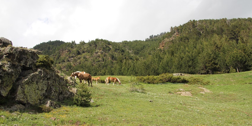 Several horses grazing on a green landscape and small, dense hills covered in green trees