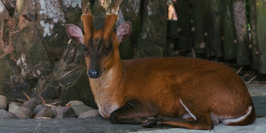 One of the interesting places to explore in Uttarakhand is Jabarkhet Nature Reserve.
