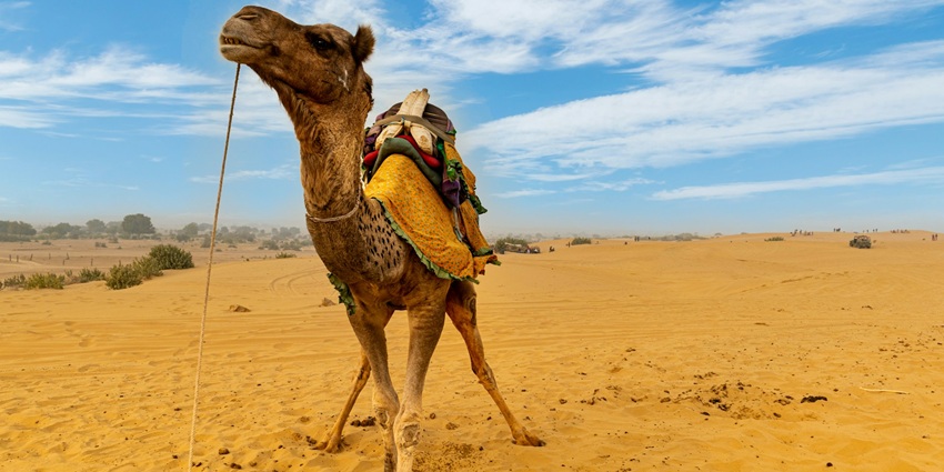 An image of a camel against the golden sandstone backdrop n the Jaisalmer Desert Festival.