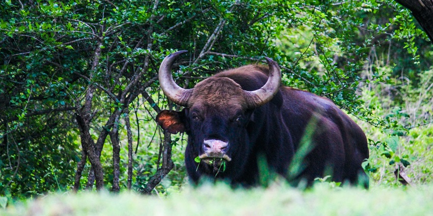 An image of Jallikattu festival participants, engaging in the traditional bull-taming sport, displaying courage and agility.