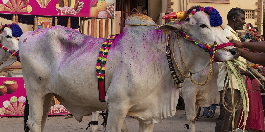 An image of a bull during the Jallikattu festival, one of the important festivals in Magh month.