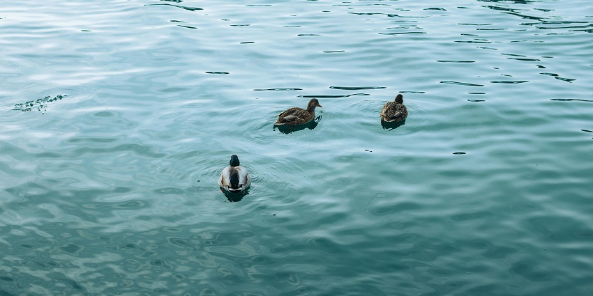 A picture of mallard ducks swimming in a tranquil pond, resembling the scenic lakes.