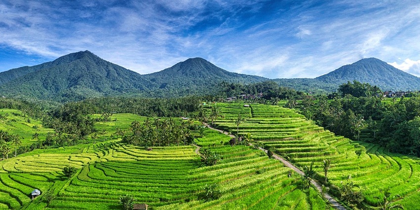 Expansive, lush green rice terraces showcase Bali’s traditional Subak irrigation system