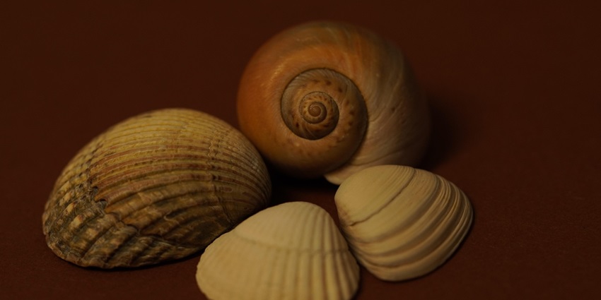 An image showing a collection of shells on a table similar to the Jeffreys Bay Shell Museum.