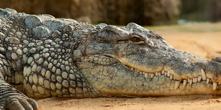 Jong's Crocodile Farm & Zoo is Malaysia’s largest crocodile breeding center in Kuching.