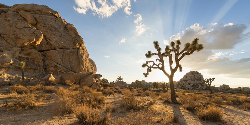 Joshua Tree National Park is one of the top spots for rock climbing for kids in the world.