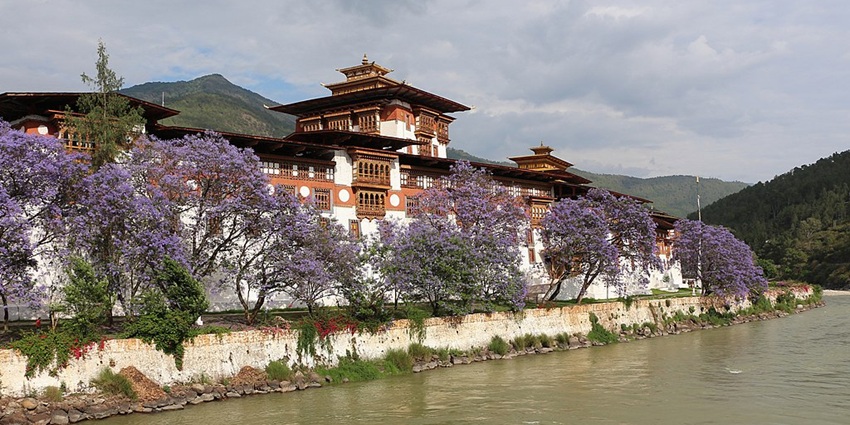 Punakha Dzong with a serene lake in front, surrounded by vibrant purple trees in full bloom