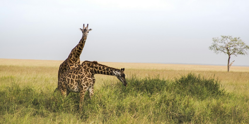 View of two giraffes in the Kahuzi-Biega National Park, amidst golden meadows