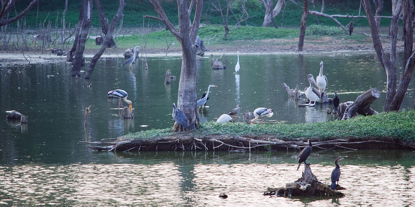 Lake full of different flora and fauna drinking water, with dry trees and green shores