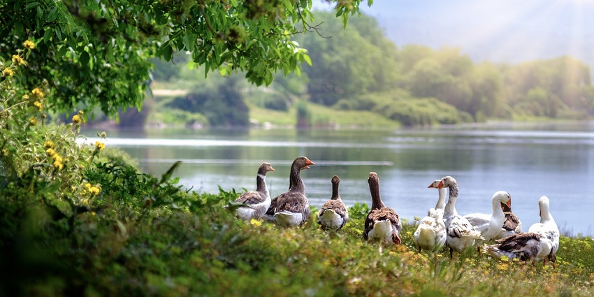 Wild geese gracefully swimming in a calm lake, with trees reflecting on the water's surface.