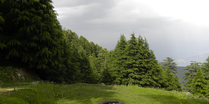 Himalayan black bear resting among dense green grasses in its natural mountain habitat