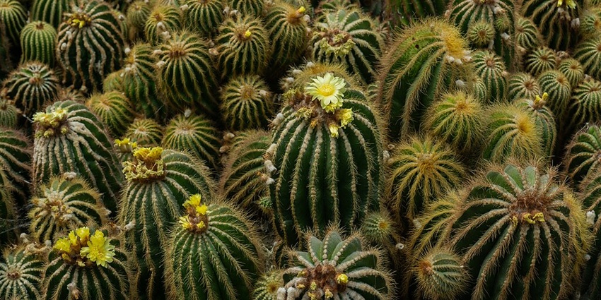 Explore Kalimpong Cactus Nursery, one of the delightful things to do in Kalimpong.