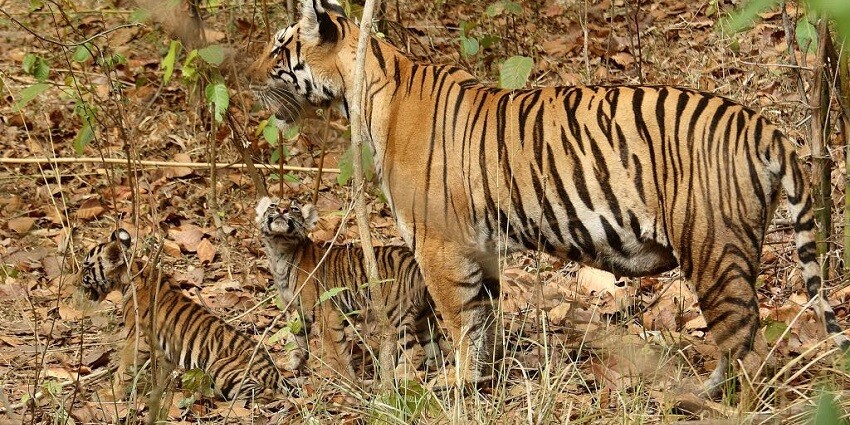 Kanha National Park, famous for tigers, one of the top wildlife sanctuaries near Indore