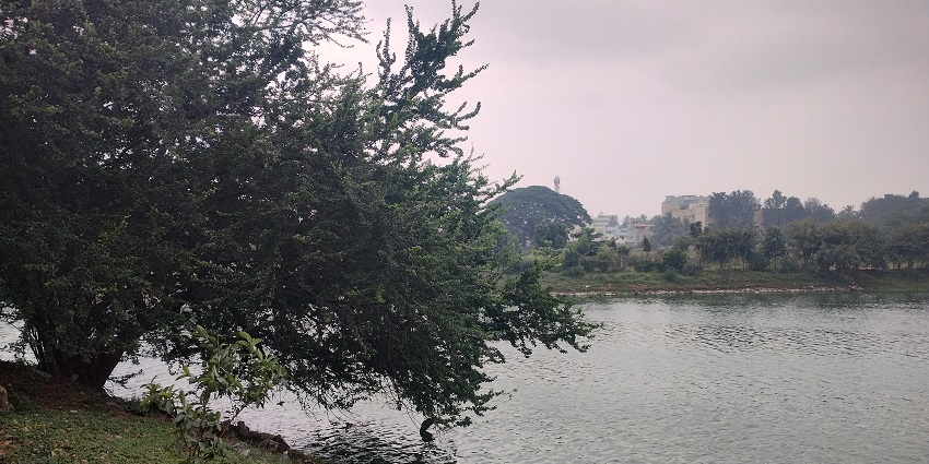 Lake with a small green water body surrounded by rocky shores and distant buildings.