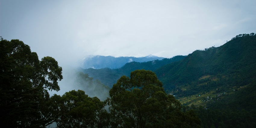 Kausani’s beautiful tea gardens, an interesting site near Dunagiri Temple.