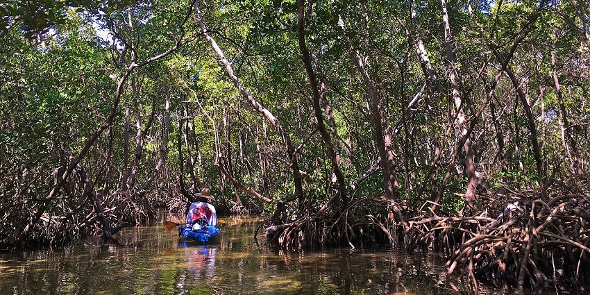Paddle through lush mangrove forests, navigating serene waterways while spotting exotic birds and marine species.